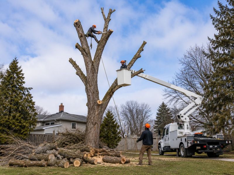 Hickory Tree Removal in Reno, NV