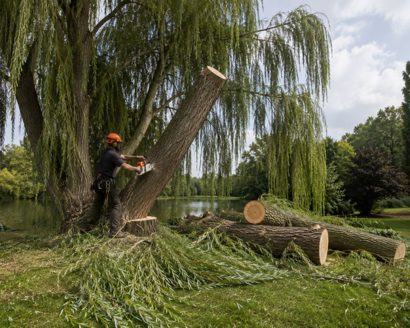 Maple Tree Removal in Allentown, PA