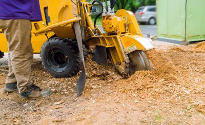 Local Tree Stump Grinding pros at work