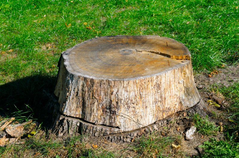 Bamboo Stump Removal in Prince Georges County, MD