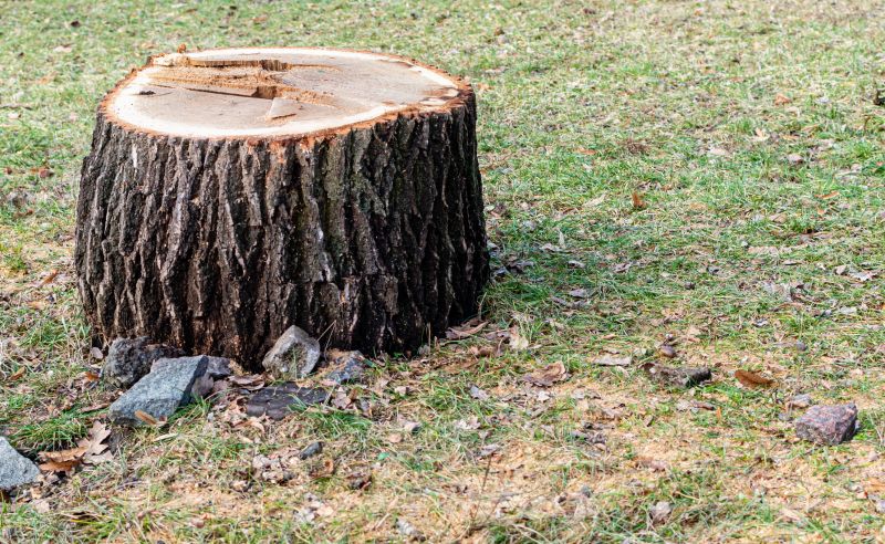 Bamboo Stump Removal in Prince Georges County, MD