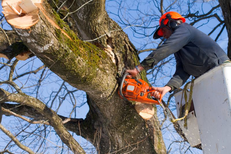 Birch Tree Removal in Pottstown, PA