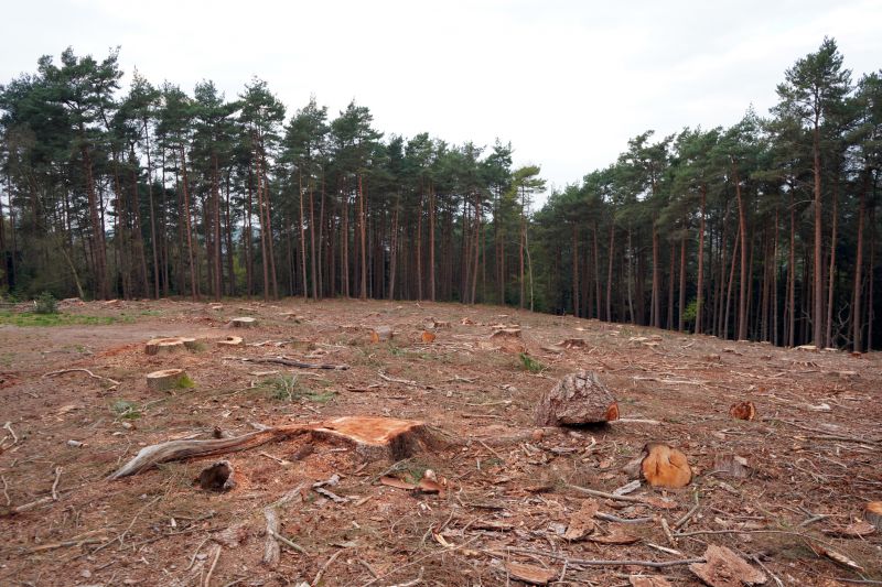 Post-Removal Soil Preparation