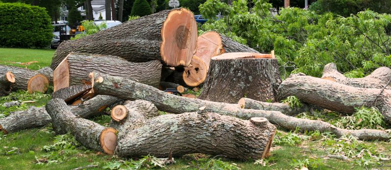 Mimosa Tree Removal in Pottstown, PA