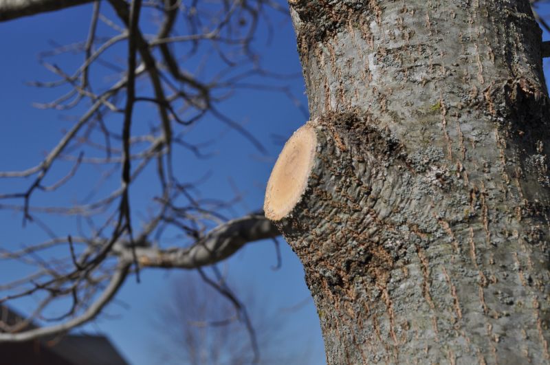 Tree Pruning in Reno, NV