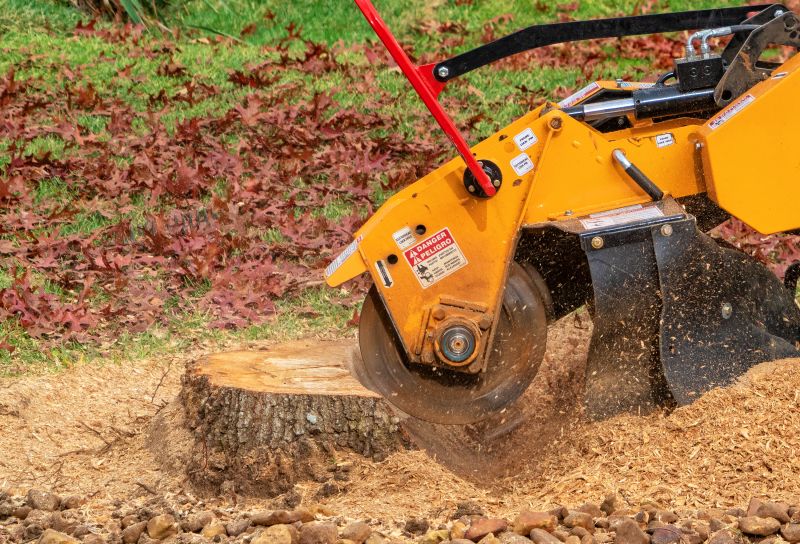 Tree Root Grinding in Prince Georges County, MD