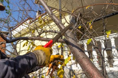 Tree Trimming Service in Reno, NV