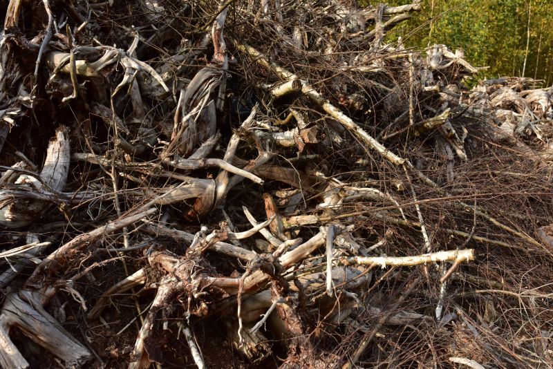 Undergrowth Removal in Houston, TX