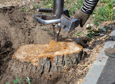 Tree Stump Grinding, Tree Stump Grinding, West Virginia